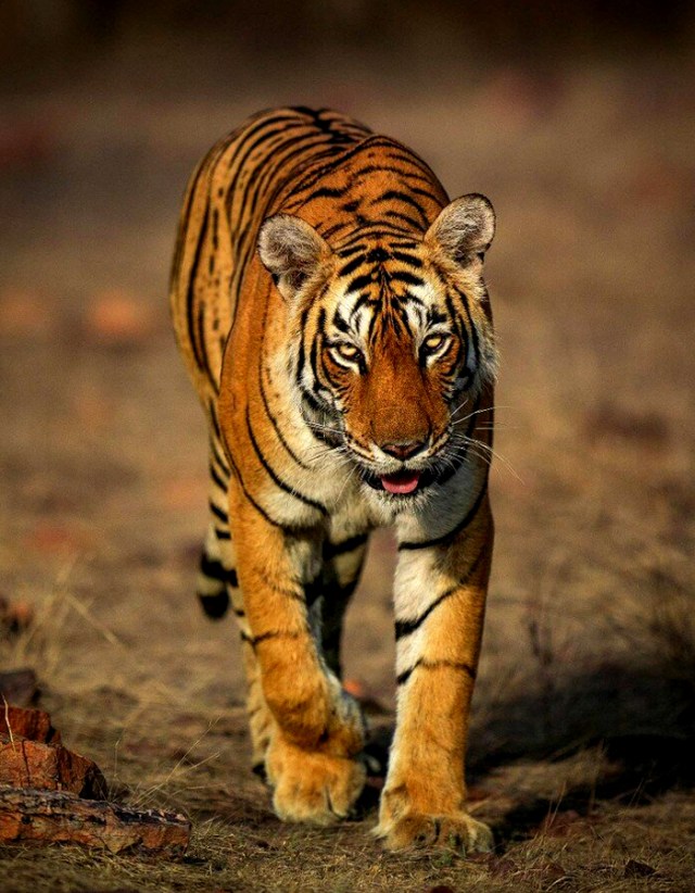 Ranthambore National Park