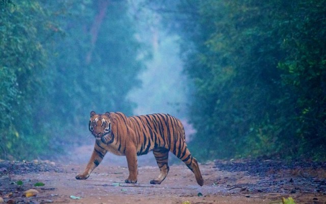 Jim Corbett National Park