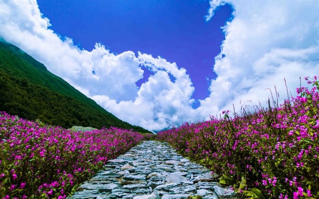 Valley of Flowers National Park