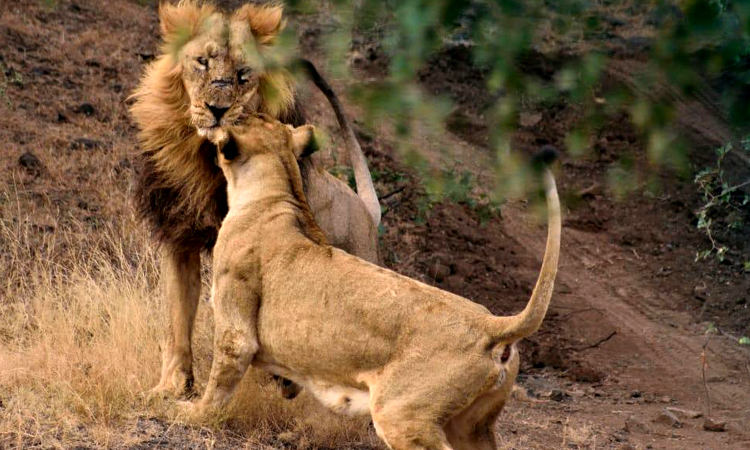 Gir National Park